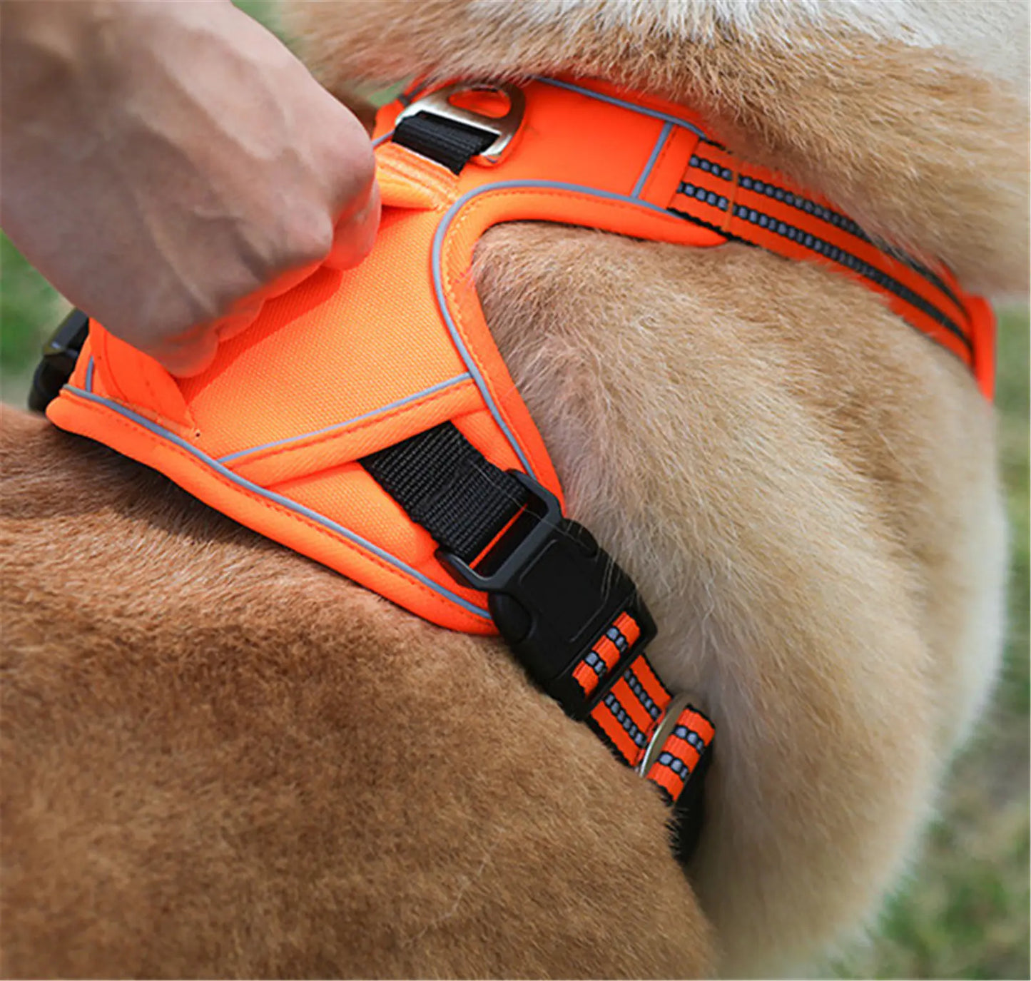 PawSecure Harness